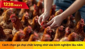 Cách chọn gà chọi chất lượng nhờ vào kinh nghiệm lâu năm