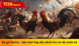 Đá gà Thomo - Sân chơi hấp dẫn dành cho tín đồ chiến kê