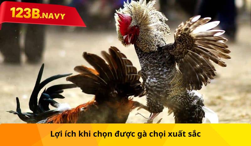 Lợi ích khi chọn được gà chọi xuất sắc