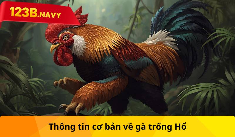 Thông tin cơ bản về gà trống Hổ